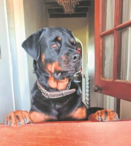 Polisiebeampte help plaashond se lewe red
