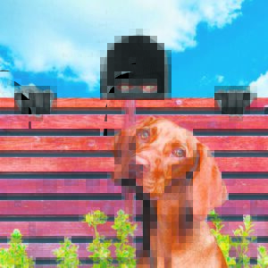 Troeteldier-diefstal al erger