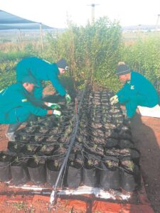 Trees against climate change
