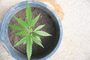 Wettige dagga nie net ’n zol nie