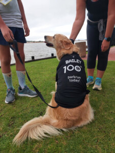 100ste parkrun vir dié Golden Retriever