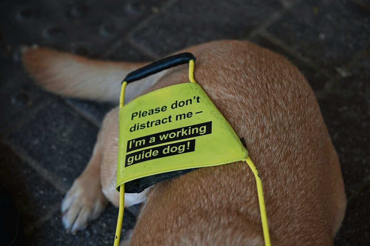 'n Nuwe wetsontwerp wil verseker dat gidshonde en hulpdiere oral toegang kan kry.