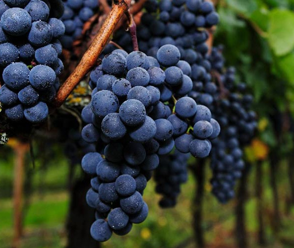 'n Seisoen met ideale weersomstandighede het vir 'n goeie druiwe-oes gesorg.