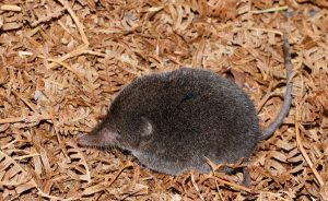 Uiters seldsame langstert bosspitsmuis vir eerste keer in 46 jaar aangeteken