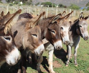 Kaapstadse Filharmoniese Orkes tree op in Robertson ten bate van donkies