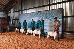 Robertson se jaarlikse Lenteskou sit sy beste voetjie voor