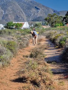 New MTB trails built for the Cape Epic in Montagu next year