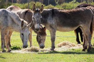 Buy a book and help the donkeys at Eseltjiesrus sanctuary