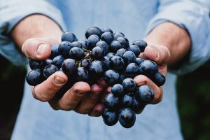 Tafeldruif-oes ‘lyk heel belowend’