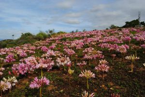 Enjoy the Karoo Desert National Gardens for free this week
