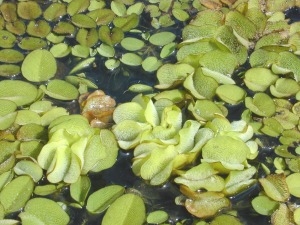Kalanders help om plantpes in dam in Worcester te beheer