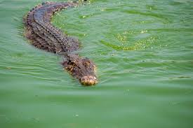croc sighting