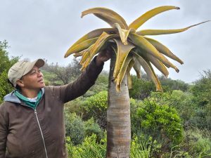 Rare kokerboom in botaniese tuin vir siekte behandel
