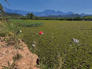 Breedevallei-munisipaliteit span swaar masjinerie in om verspreiding van indringerplant te bestuur