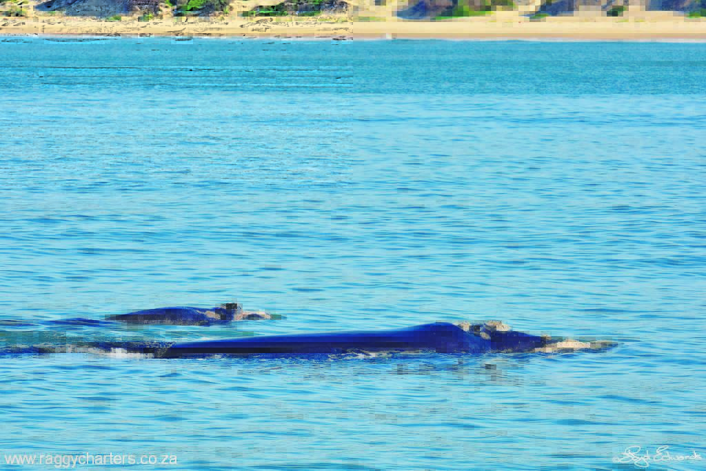 Middle East war places whales at risk.