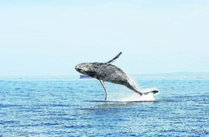 Middle East conflicts a danger for whales off South Africa: study