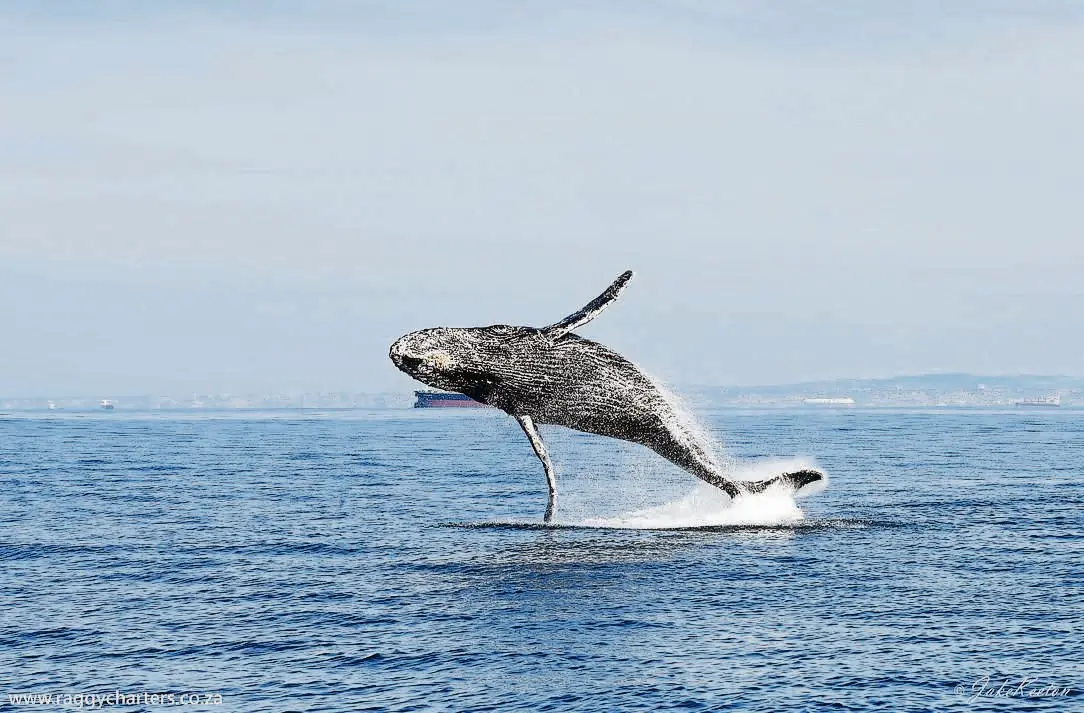 Middle East war poses threat to South Africa's whales.