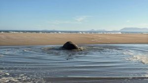 Gordon’s Bay elephant seal relocated safely back into sea