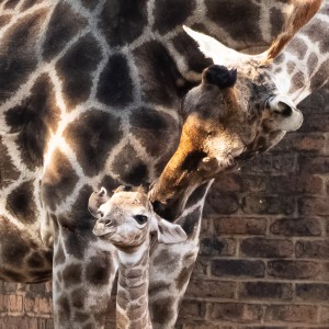 A tower of joy as baby giraffe arrives just in time for World Giraffe Day