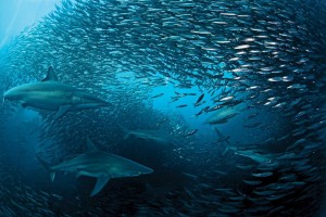 SAFETY ALERT: KZN beaches closed as 2025 Sardine Run begins