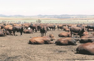 Krisis in SA vleisbedryf met uitbraak van bek-en-klouseer, maar Wes-Kaap veesektor bly beskerm