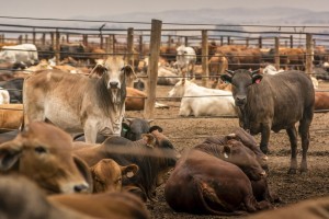 Foot-and-mouth disease spreads across Africa’s largest beef producer’s major feedlots