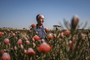South Africa’s iconic Protea relocates north as climate warms