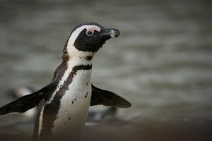 A race against extinction: How a heartfelt partnership is helping to save the African Penguin
