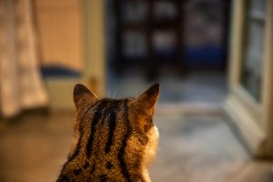 Dieresorg begin ook by jou