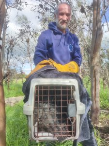 Swift community action saves injured Black Sparrowhawk at Somerset West sanctuary