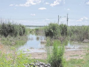 Untreated sewage pours into flamingo paradise: Delay of urgent action questioned