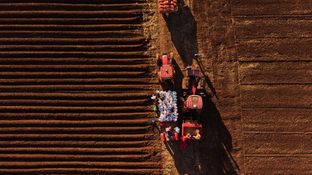 Potato sorting on Zimbabwean farm.