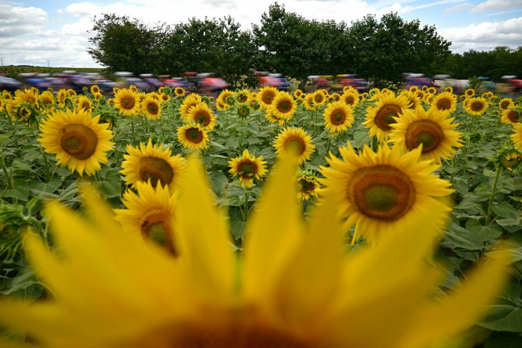 The pack of riders cycle past a sunflower field during the 15th stage of the 112th edition of the Tour de France cycling race.