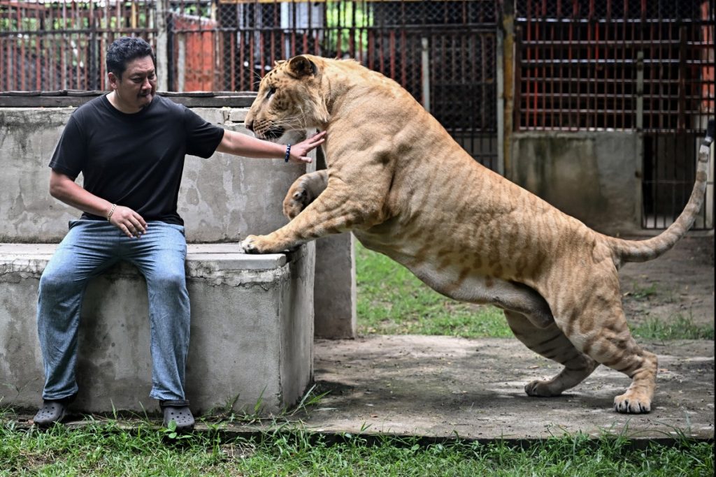 Mechanic shop owner and avid Tiktoker Tharnuwarht Plengkemratch interacting with his pet lion-tiger hybrid “Big George” in Chiang Mai. Thailand's captive lion population has exploded in recent years, with nearly 500 registered individuals in zoos, breeding farms, petting cafes and homes.