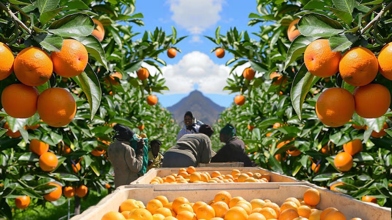 South African citrus exports are shipped globally from ports including Cape Town, supporting thousands of jobs in rural communities.