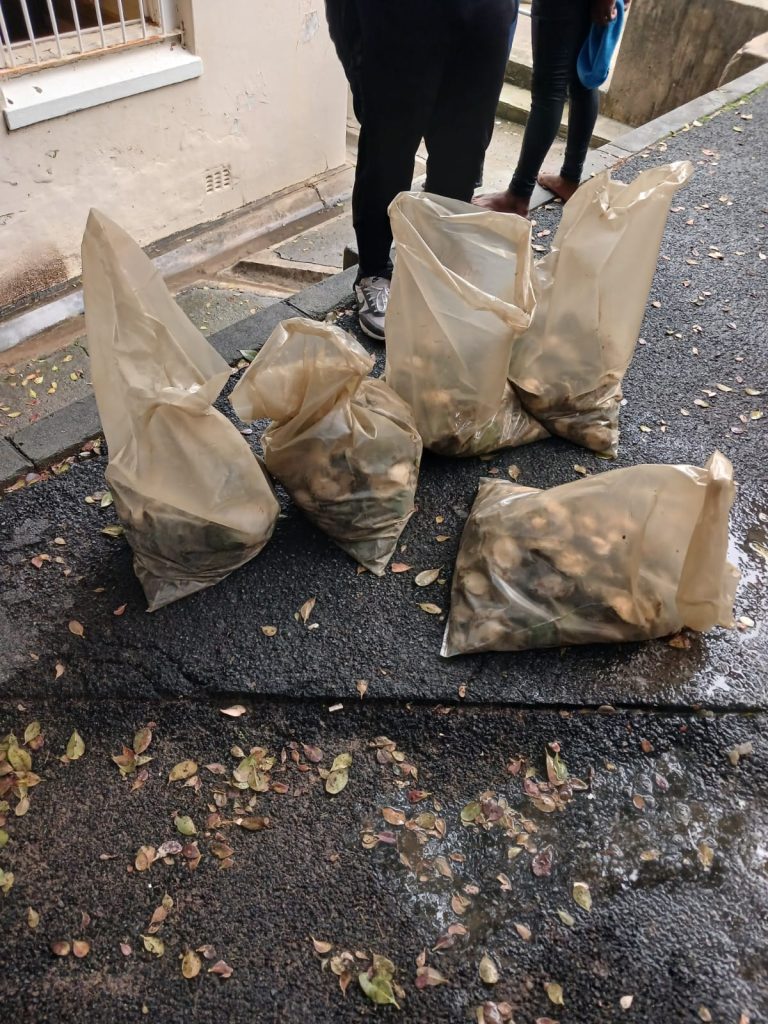 The five bags of abalone that were seized by Gordon's Bay police following the collision on Faure Marine Drive.