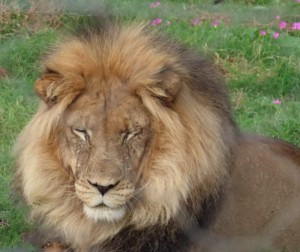 Twee Kalahari-leeumannetjies bring nuwe (leeu)lewe na Addo-olifantpark