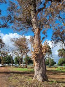 Bloekombome in Durbanville is doelbewus met onkruiddoder vergiftig