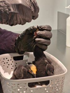 Rangers brave storms to rescue dozens of chicks