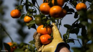 South African citrus exports to India receive a boost