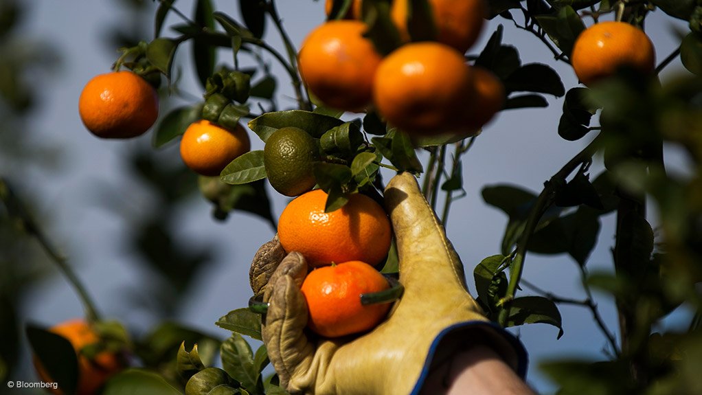 Citrus farming South Africa.