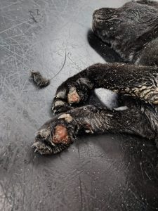 Boiling-water attack on puppy in Dunoon, Cape Town leaves rescuers shattered