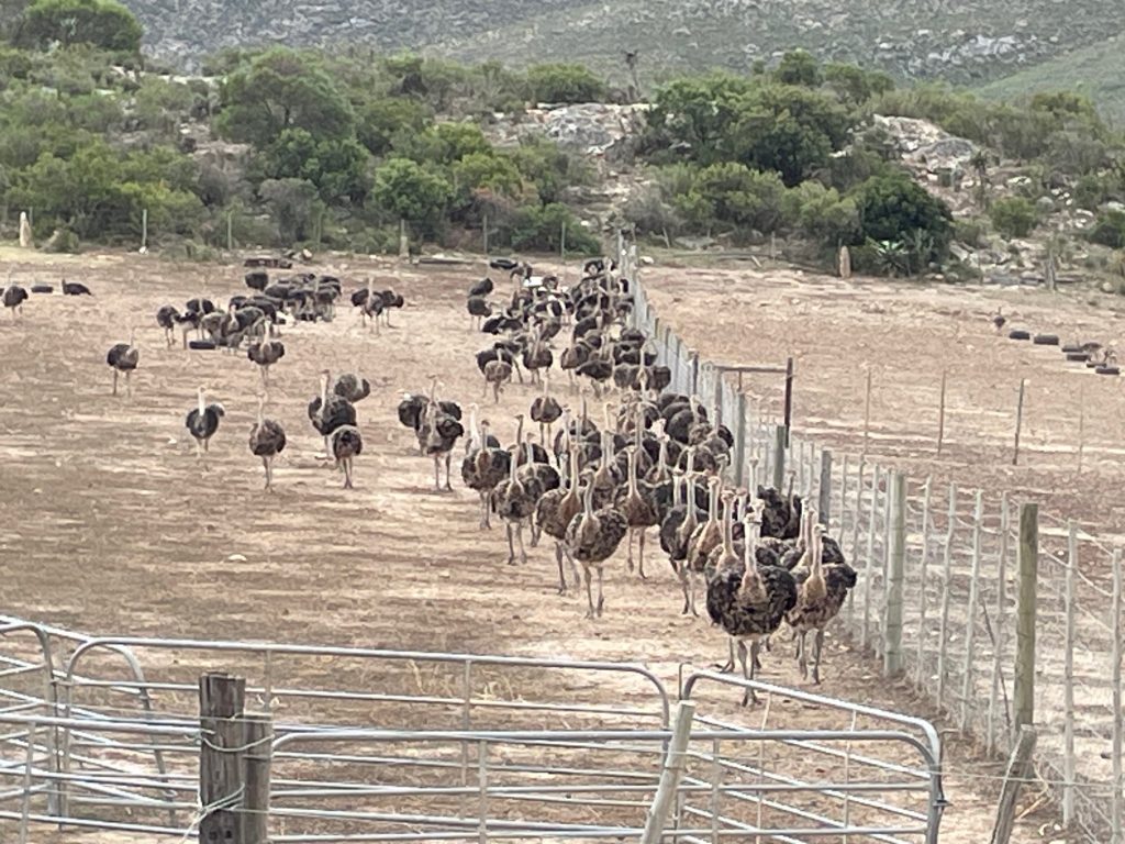 Ostrich skin cowboy boot trade to suffer under Trump-tariffs.