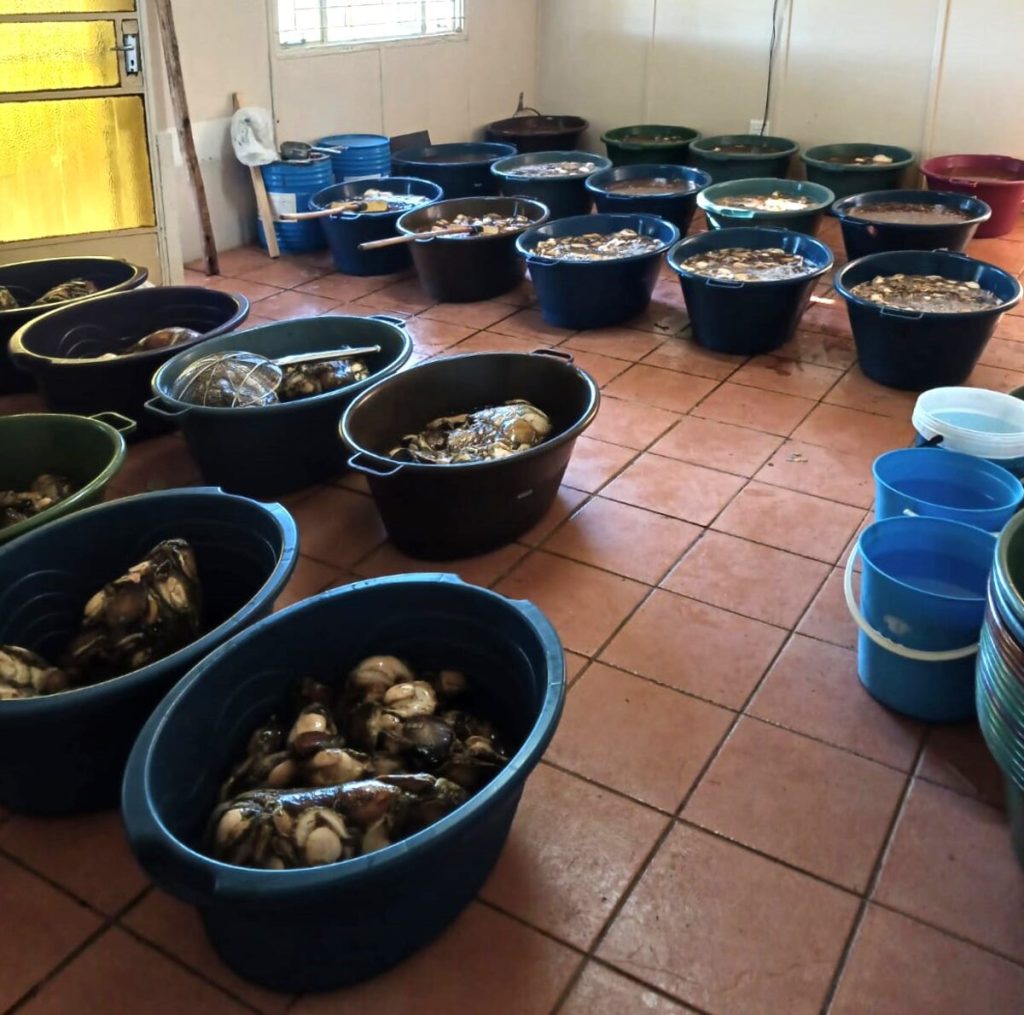 Van die perlemoen wat in die Douglas-omgewing gevind is.