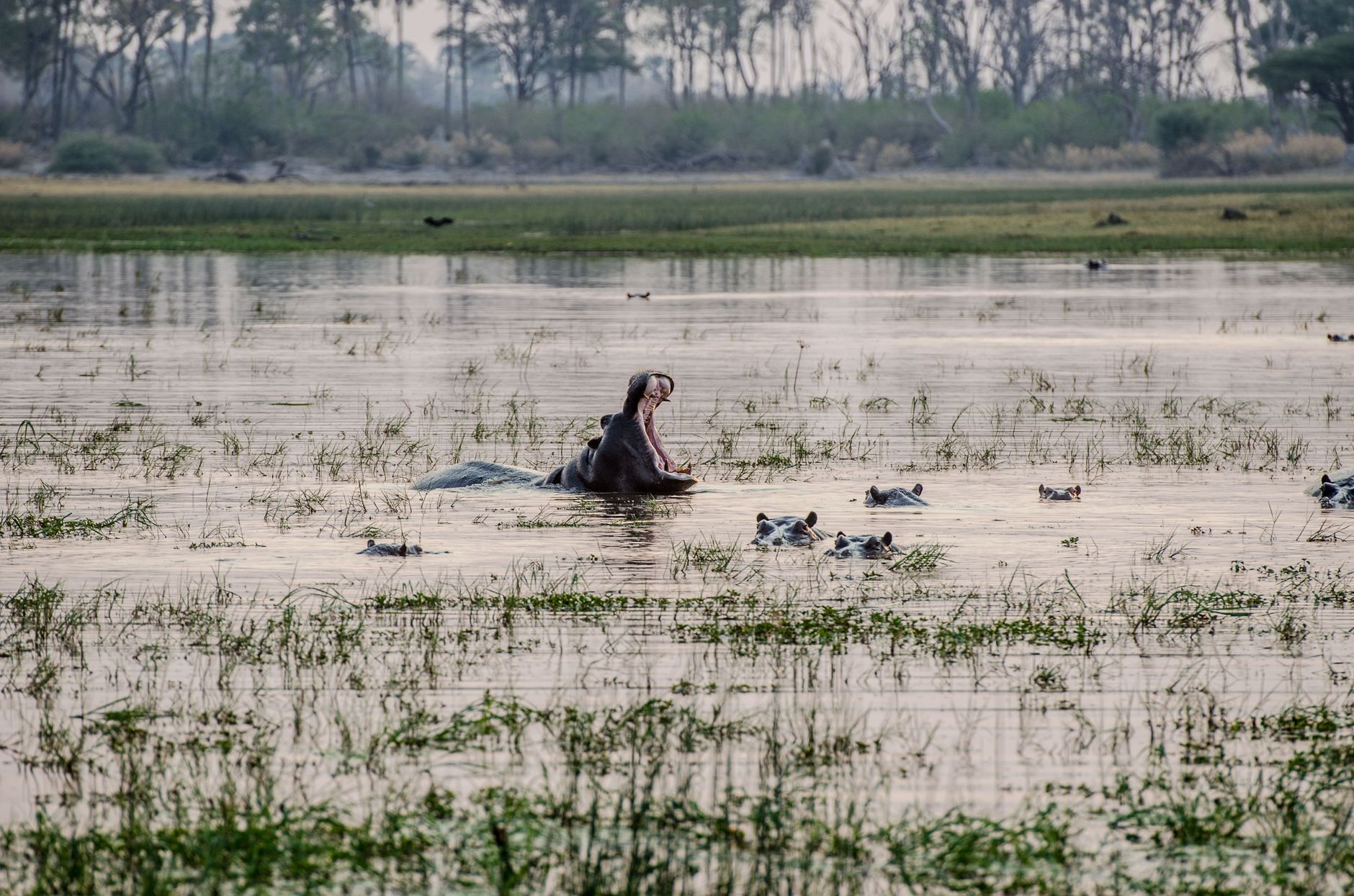 Botswana crowned Africa’s best safari destination for fourth time