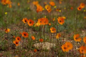 Namakwa- Nasionale Park: Geen grense aan egte en onopgesmukte mooi nie