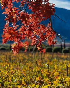 Franschhoek: Gasteplaas betwis bewerings van polisievertraging