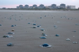 Jellyfish invasion forces shutdown of France’s largest nuclear power station
