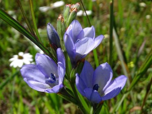 Cape Town gives wildflowers breathing space to bloom