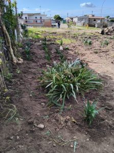Jeffreys Bay Dorp van Drome works towards beautifying township